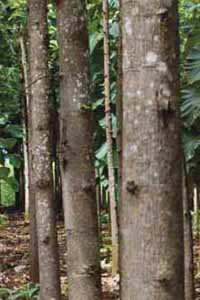 Teak from sustainable forests in Indonesia