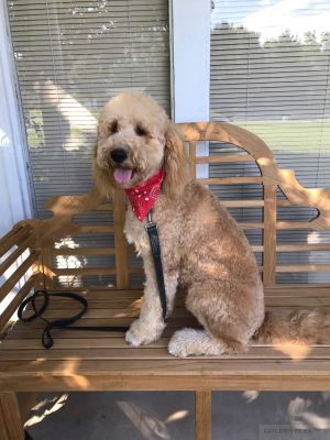 Double Golden - Lutyens Bench - Goldenteak Customer Photo